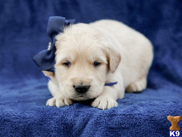 breeders Picture 1